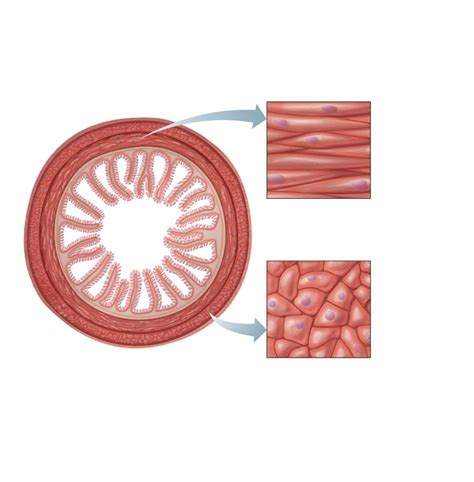 Smooth Muscle Diagram | Quizlet