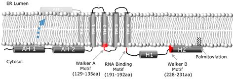 The Future of HCV Therapy: NS4B as an Antiviral Target