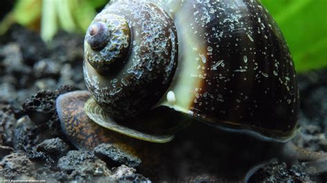 How To Keep Mystery Snails Shell Healthy at Milla Levi blog