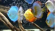 vasca per discus i discus come allevare i pi 249 belli tra i pesci d acquario vasca per discus i discus come allevare i pi 249 belli tra i pesci d acquario