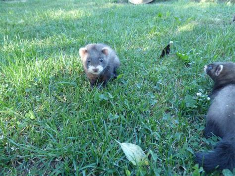 Frettchen Kleinanzeigen | Frettchen Annoncen | Frettchen Inserate ...