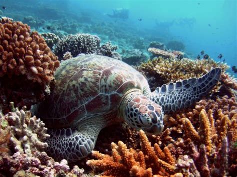 How Can We Stop the Feminisation of Sea Turtles in the Northern Great ...