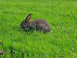 Image result for Feeding Wild Baby Bunny