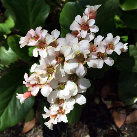 Bergenie 'Silberlicht' / Bergenia cordifolia 'Silberlicht'