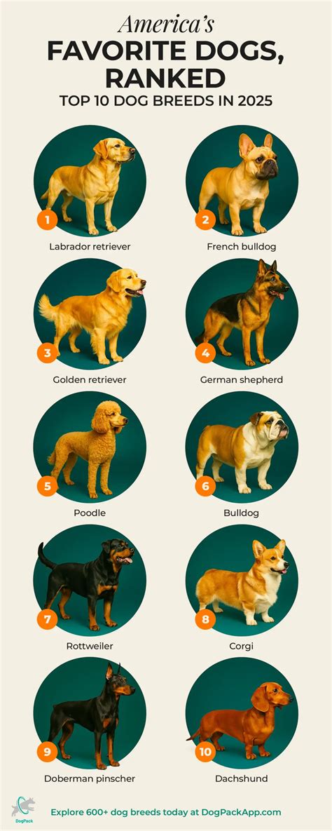 Most Popular Dog Breeds for 2025: Top Trends & Picks