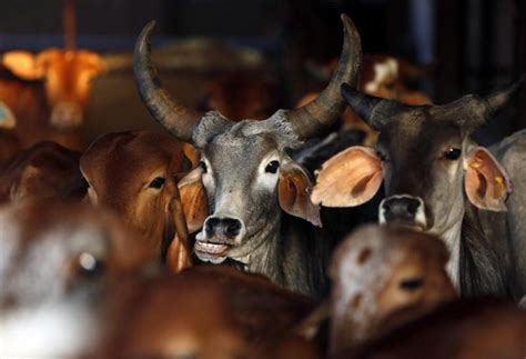 Two Dalit Brothers Allegedly Stripped, Beaten for Skinning Dead Cow in ...