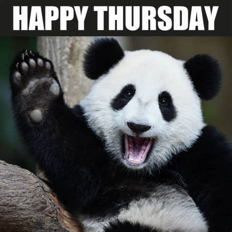 14 Funny Thursday Memes to Make You Laugh While You Wait for Friday