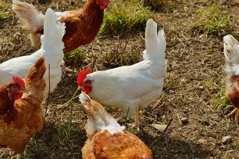 Image result for Gallinas Tutorial