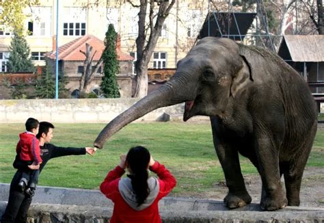U Bangladešu zabranjeno usvajanje divljih slonova - BetaRS