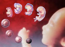 embryology 的图像结果