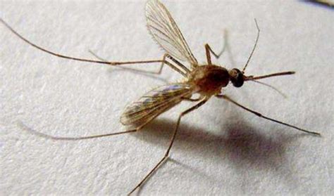 蚊子为何总在夏天出现？冬天却没有蚊子，冬天的蚊子去哪里了？_温度_死亡_繁殖
