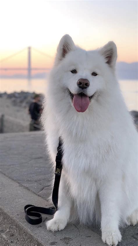 45+ Samoyed Big White Fluffy Dog Breeds - l2sanpiero