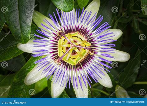 Close Up of a Passion Flower in Full Bloom Stock Photo - Image of ...