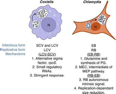 Frontiers | Metabolism and physiology of pathogenic bacterial obligate ...