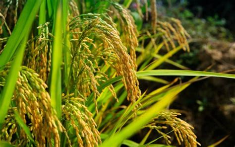杂交水稻给社会经济发展带来哪些贡献？_中国