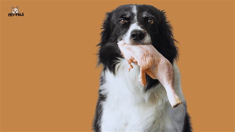 Can Dogs Eat Raw Chicken Bones? The Real Answer (From Science & Experience)