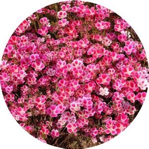 RDK Cineraria Hansa Mix Seed Price in India - Buy RDK Cineraria Hansa ...