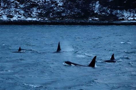 Predators Of Norway
