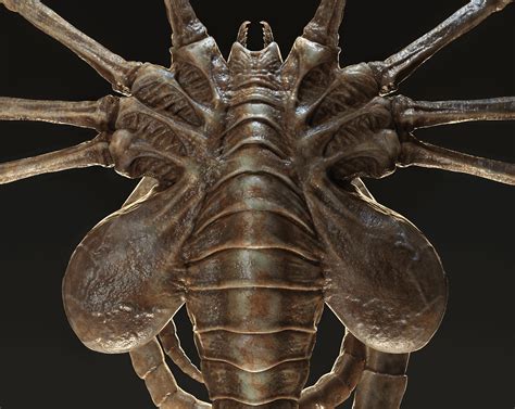 Facehugger Dimensions at Christine Hibbler blog