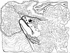 unterwasser tiere malvorlagen hochzeit moraene im korallenriff ausmalbild malvorlage tiere unterwasser tiere malvorlagen hochzeit moraene im korallenriff ausmalbild malvorlage tiere