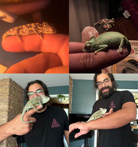 Three months of Charma the chameleon : r/Chameleons