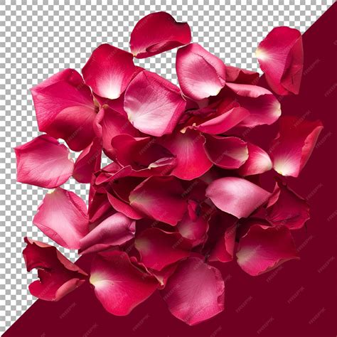 Image result for Python Turtle 3D Roses with No Background