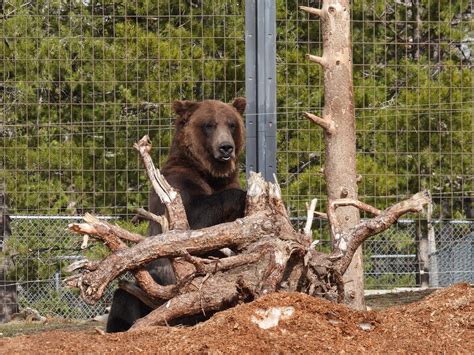Exploring the Grizzly & Wolf Discovery Center