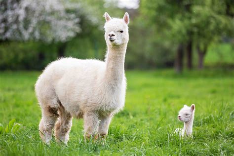 15 Fun Facts About Alpacas The Jumpy Animal - Facts.net