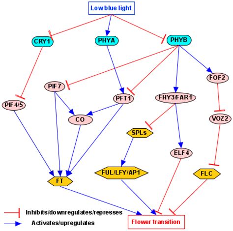 Complex Signaling Networks Underlying Blue-Light-Mediated Floral ...