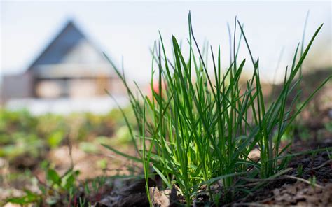 Monthly Pest Control - Prime Pest Solutions