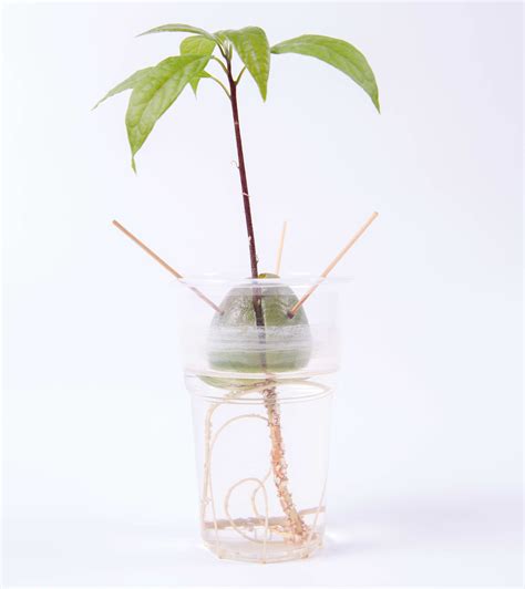 How To Start An Avocado Plant From Seed » Schemeshot