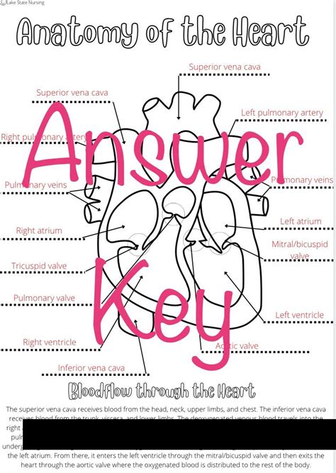 Anatomy of the Heart Coloring Pages **with Fill-in and Answer Key ...