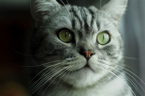«Tabby cat» HD Wallpapers