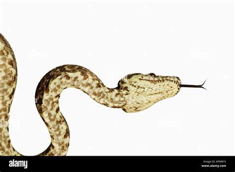 Amazon Tree Python 的图像结果