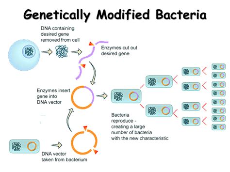 Biotechnology Bacteria 的图像结果