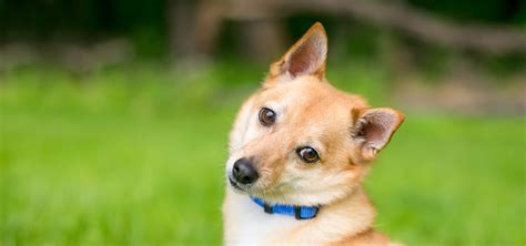 Vestibular Disease in Dogs: What to Know and When to Seek Treatment