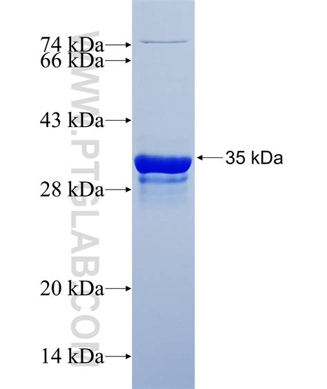 SEC23A Fusion Protein Ag33185 | Proteintech
