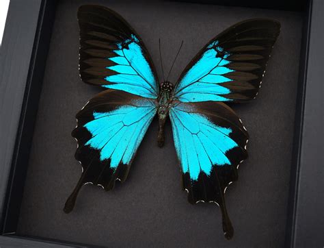 Framed Papilio ulysses Butterfly - Blue Mountain Swallowtail