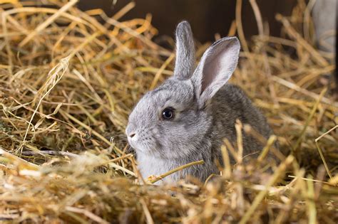 8 Best Rabbit Bedding Products - Pet Territory