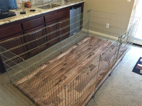 Inside Dog Pens