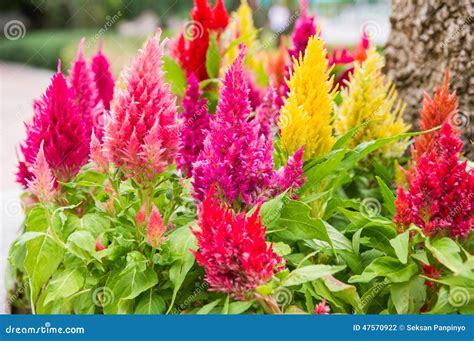 Cockscomb Flowers, Celosia Argentea Var. Cristata Or Celosia Cristata ...
