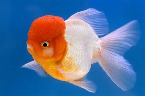 13 Types of Goldfish From Comets To Fantails