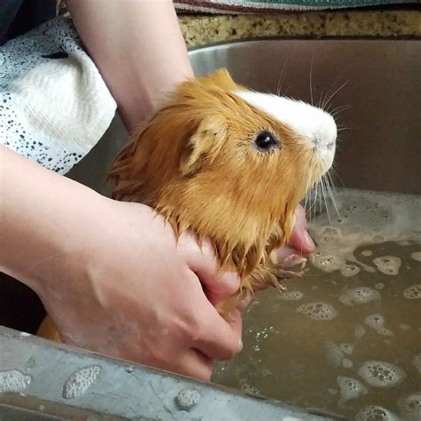 Best Shampoo for Guinea Pigs - My Top 3 Recommendations