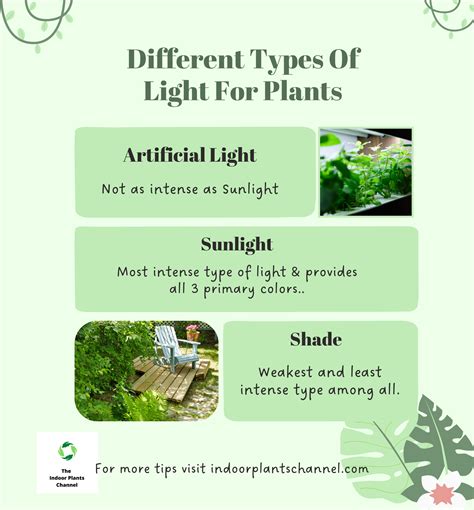 How To Choose The Best Plants For Bright Light
