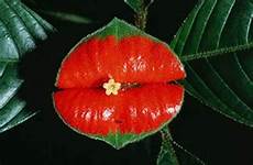 nomi di fiori esotici 10 of the world s weirdest flowers nomi di fiori esotici 10 of the world s weirdest flowers