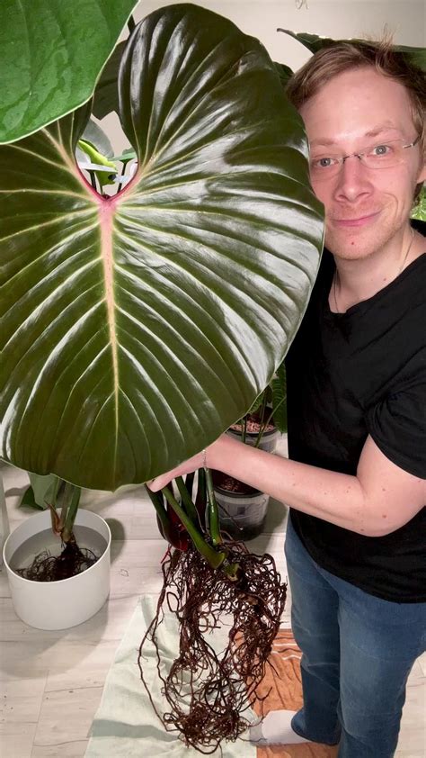 My Philodendron Melanochrysum with some fascinating, weird growth ...