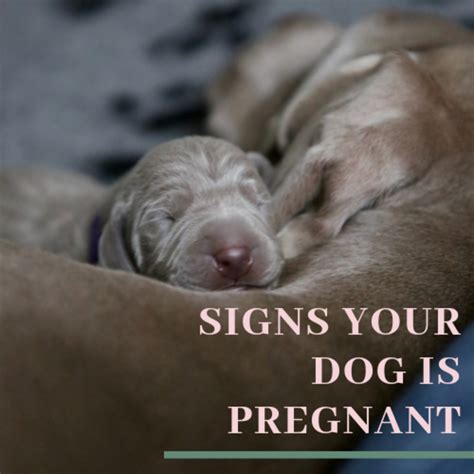 Dog Pregnancy Signs