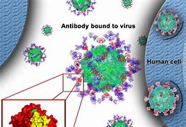 Image result for Astrovirus