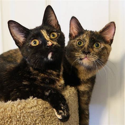 5 Fun Facts About Tortoiseshell Cats | Tortie kitten, Cats and kittens, Cats