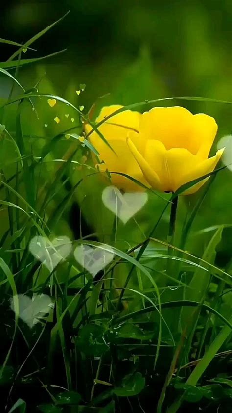 Image result for Tulips Flower Using Python